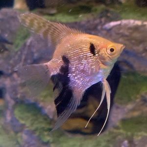 Meet your Posher, Britany